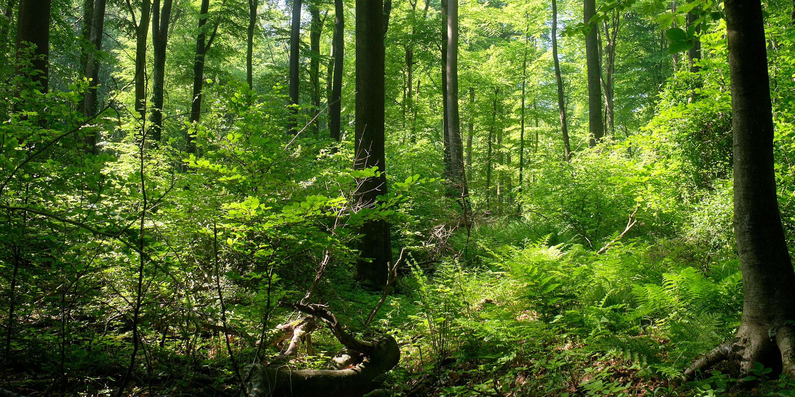 Die Wälder in NRW werden vielfältiger. Standortgerechte Mischwälder haben bessere Chancen, im Klimawandel zu bestehen.