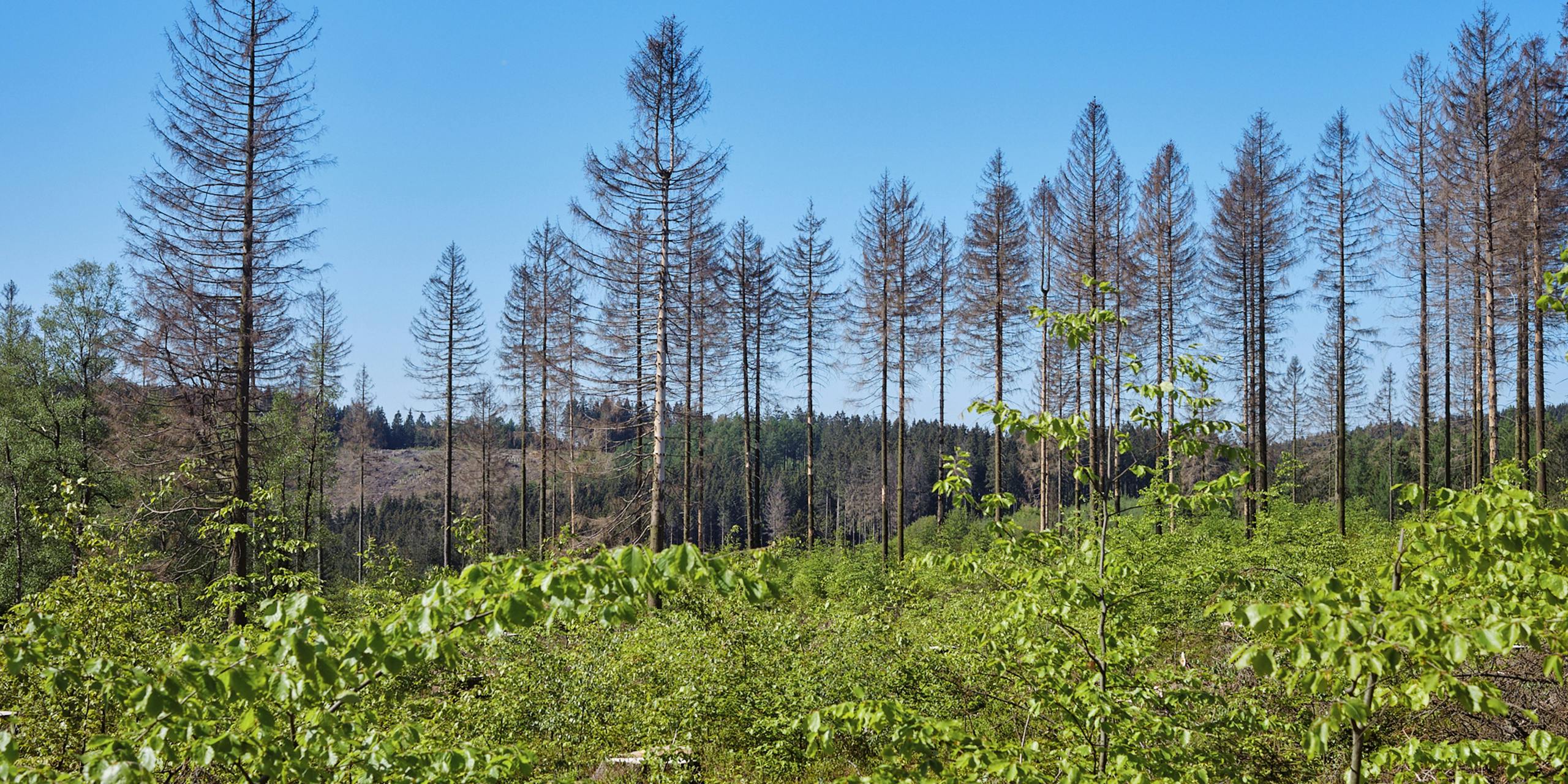 Trockenheit, Schädlinge, Unwetter und der Klimawandel – die vergangenen Jahre haben unserem Wald stark zugesetzt.